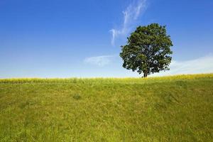 tree in the field photo