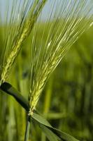 cereals . close up photo