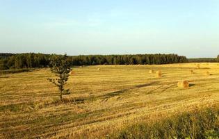 Straw stack in field photo