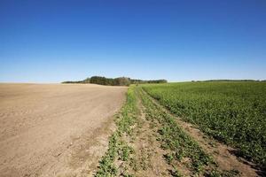 plowed for crop land photo