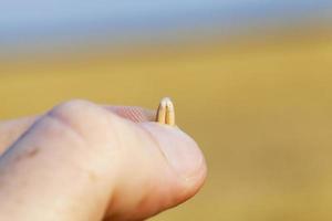 Wheat grain in hand photo