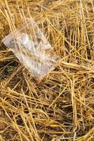 wheat field after harvest photo