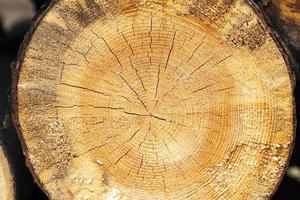 harvesting hardwood. logs photo