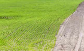 cereal field in spring photo