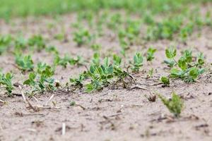 Pea sprout in the spring photo