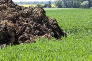 manure for fertilizer photo