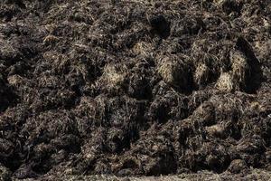 estiércol para fertilizante foto