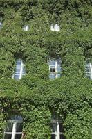 building in the ivy photo