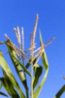 Green immature corn photo