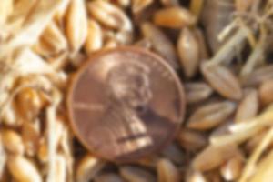 coin in the straw photo