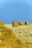 stack of straw in the field photo