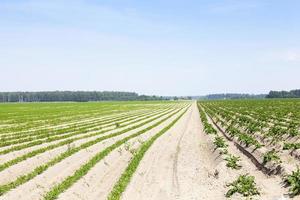 green carrot field photo