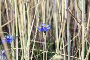 cornflower close up photo