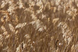 autumn grass, close-up photo