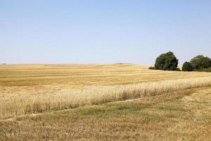 band with wheat photo