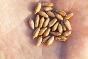 Wheat in hand photo