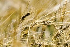 mature cereal , close-up photo