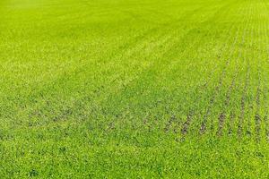 cultivation of cereals. Spring photo