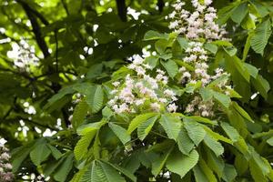 blooming chestnut, spring photo