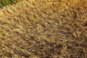 harvesting cereals ,  Agriculture photo