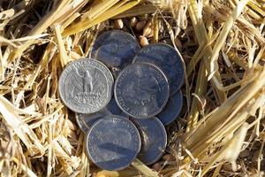 cereal farming field photo