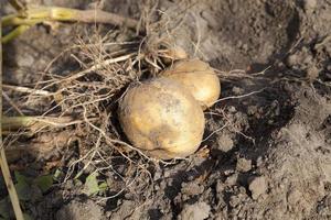 Potatoes on the ground photo