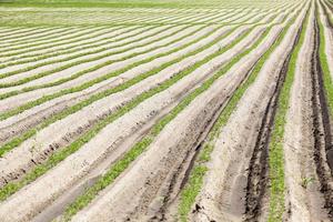 Photo agriculture, Europe