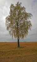 abedul - el árbol de un abedul que crece en un campo. tiempo de tormenta. otoño foto