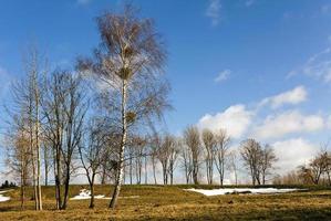trees in the spring photo