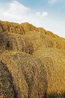 straw stack - an agricultural field on which lie a straw stack after wheat harvesting photo