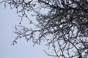 tiempo de invierno, cristales de hielo de primer plano foto