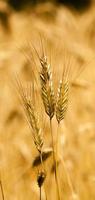 wheat ears close up photo