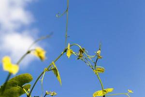 several young leaves of grapes photo