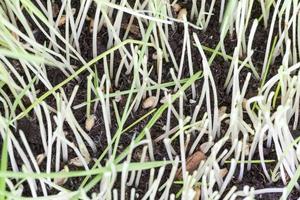 sprouted wheat, close up photo