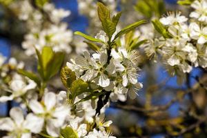 the blossoming tree photo