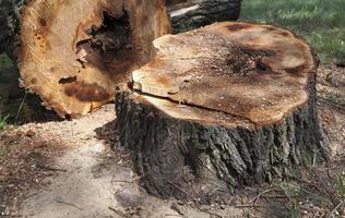 destroyed a tree, close-up - photographed close-up tree that was destroyed by the hurricane, and then sawn person photo