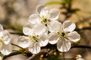 the blossoming tree photo