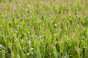 corn field - an agricultural field on which grow corn. corn tops. small depth of sharpness photo