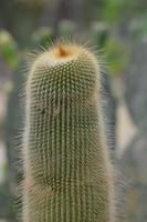 Unusual Cactus with Thin Prickly Hairs Covering It photo