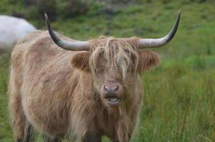 vaca de las tierras altas con la boca abierta foto