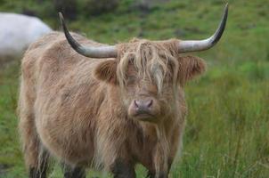 Gorgeous Face of a Highland Cow in  a Field photo