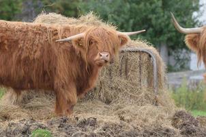 HIghland Cattle Grazing on a Pile of Hay photo