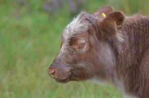 Absolutely Adorable Highland Calf in Scotland photo