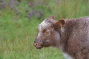 Roaming Calf in the Scottish Highlands photo