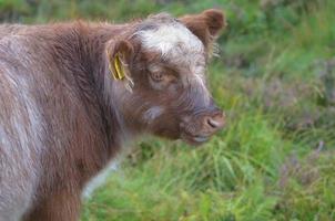 Highland Calf Standing in a Field photo