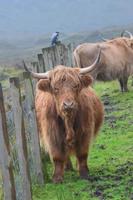 vaca de las tierras altas parada junto a una valla foto