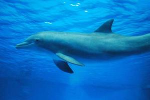 Bottlenose Dolphin Underwater in the Deep Blue photo
