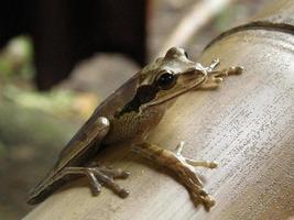 Tree Frog On Bamboo photo