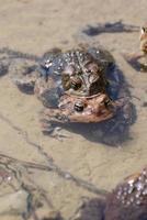 Pair of Reproducing Frogs in Water photo