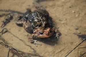 Frogs and Eggs in Shallow Water photo